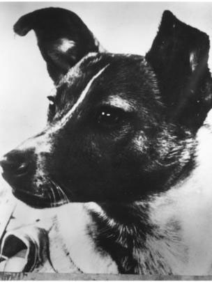 "Самая лохматая, самая одинокая, самая несчастная в мире собака" ("Нью-Йорк таймс", 5 ноября 1957 г.) 